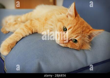 Cute red cat laying on grey sofa's pillow, close up Stock Photo