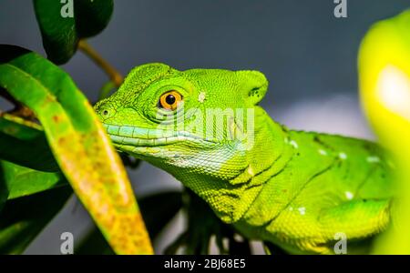 closeup of the face of a green plumed basilisk, tropical reptile specie from America Stock Photo
