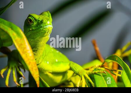 closeup portrait of a green plumed basilisk, tropical reptile specie from America Stock Photo