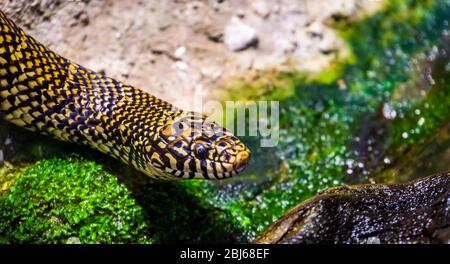 portrait of a eastern king snake in closeup, tropical reptile specie from America Stock Photo