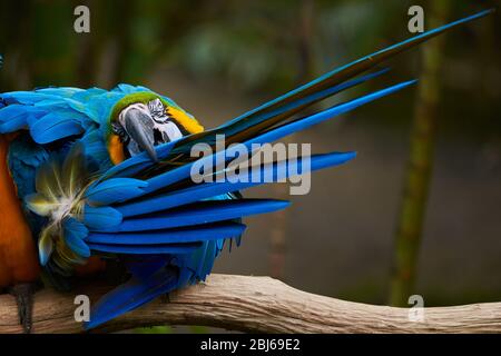 Blue-and-yellow macaw sitting on a branch and preening (Ara ararauna) Stock Photo