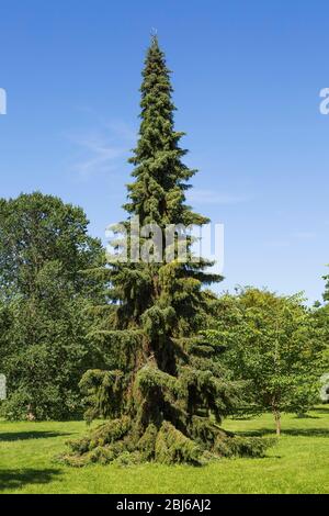 Serbian spruce (Picea omorika) variety Pendula, Botanical Garden, Montreal, Quebec, Canada Stock Photo