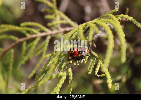 Red and black beetle rests on a green conifer leaf Stock Photo