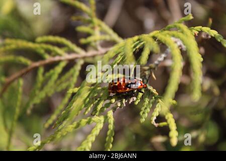 Red and black beetle rests on a green conifer leaf Stock Photo