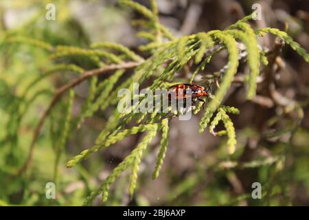 Red and black seed bug rests on a green conifer leaf Stock Photo