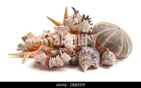 Sea shells isolated on white Stock Photo