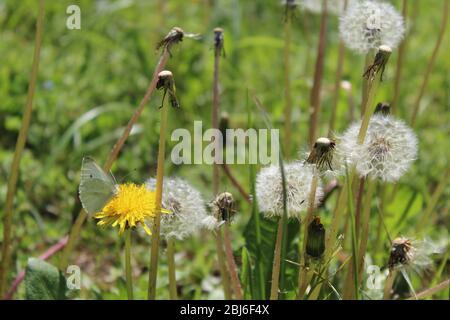 cabbage white butterfly on dandelion surrounded by dandelion clocks Stock Photo