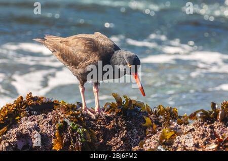 Back oystercatcher (Haematopus bachmani) at Point Lobos State Natural Reserve, California, USA. Stock Photo