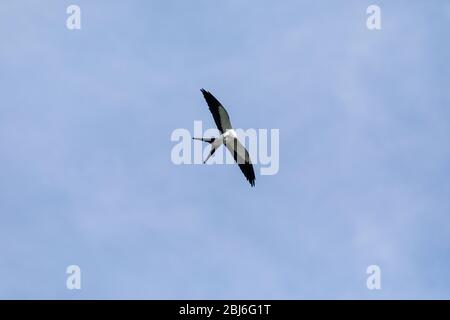 Flying swallow-tailed kite Elanoides forficatus with a Cuban knight anole in its clutches in Naples, Florida Stock Photo