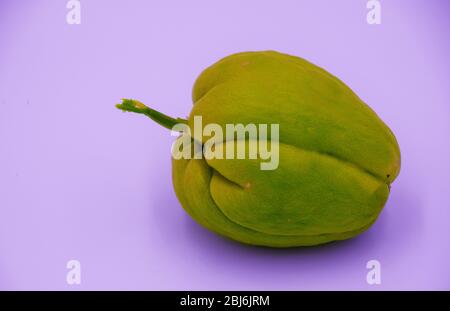 A sprouting chayote fruit bought in Oregon. Chayote is a tasty edible squash from Central and South America Stock Photo
