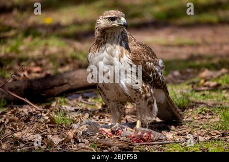 A red tailed hawk eats a squirrel it caught on the side of a road in Meriden, Connecticut.