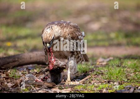 A red tailed hawk tears apart a squirrel in City Park in Meriden, Connecticut. Stock Photo
