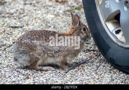 A small wild rabbit is curious about a tire on a car in this gravel driveway Stock Photo