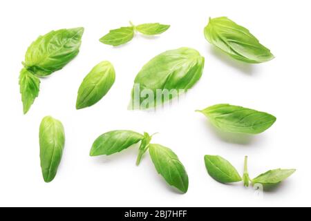 Fresh basis leaves isolated on white Stock Photo