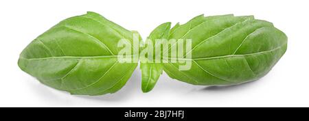 Fresh basis leaves isolated on white Stock Photo