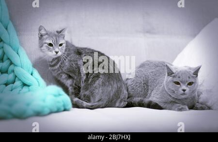 Two cats lying on sofa indoors Stock Photo