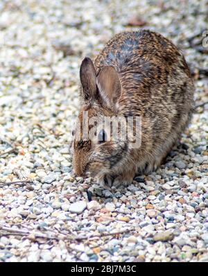 A wild rabbit checks out a gravel walkway searching for spring food Stock Photo