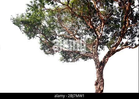 Green tree on isolated, an evergreen leaves plant di cut on white background with clipping path. Stock Photo