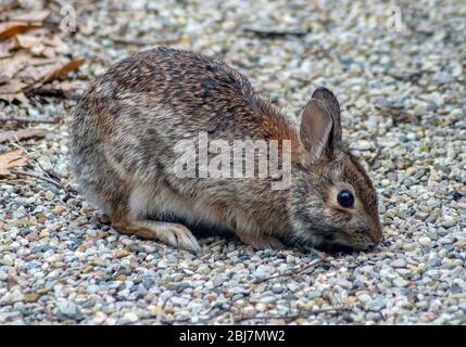 Small wild rabbit looks for food in this gravel walkway Stock Photo