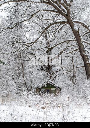 A small cabin sits in a beautiful snowy woods in Michigan USA Stock Photo