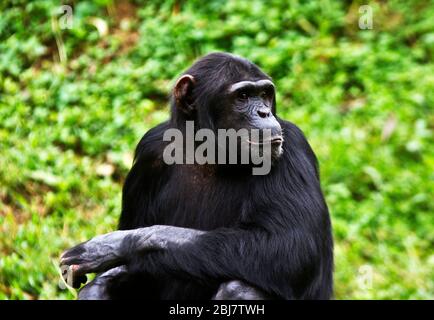 A mature female Chimpanzee relaxes during a siesta during the heat of the day. Members of the troop take it in turn to stay alert and ready to warn Stock Photo