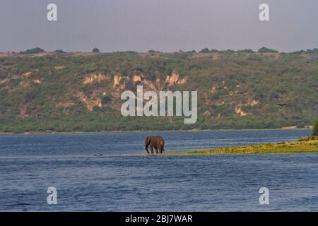 A solitary elephant bull drinks from the waters of the Kazinga Channel and provides tourists a wonderful viewing experience as they allow cruise boats Stock Photo