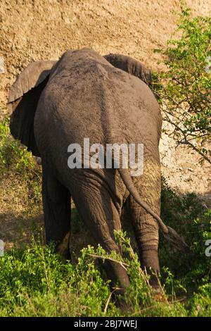 An elephant bull casually dozes on the edge of the Kazinga Channel in the close proxomity of a cruise boat full of tourists Stock Photo