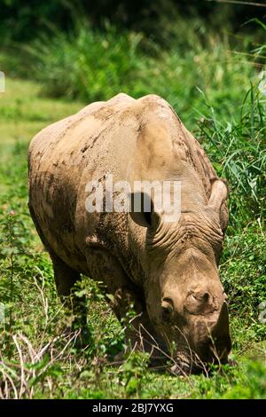 The Northern White Rhinoceros is now virtually extinct with only two surviving females in captivity. There is now a concerted captive breeding program Stock Photo