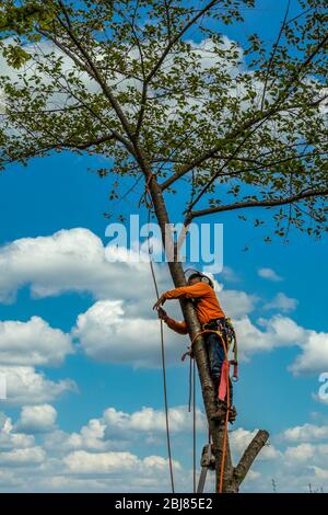 Man climbing on a tree to cut it down professionally against a cloudy blue sky background Stock Photo