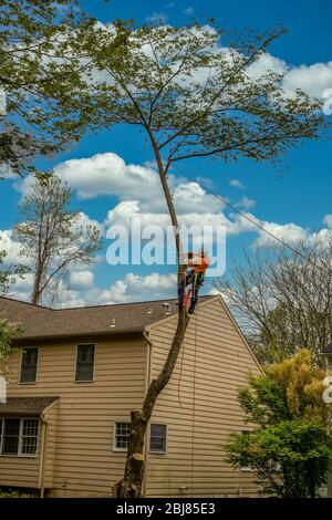 Wood cutter climbing a tree before cutting it down Stock Photo