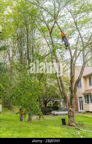 Arborist in orange shirt climbs a tree before cutting it down with a chainsaw Stock Photo