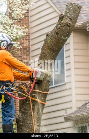 Wood cutter, arborist using an electric chainsaw chopping up a tree Stock Photo
