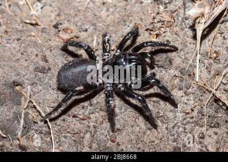 Blue Mountains Funnel-web Spider Hadronyche versuta Large female Highly ...