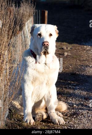 Central asian shepherd dog. White Alabai sits near a fence in the yard. Protects the territory. Stock Photo