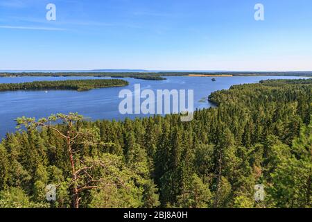 Coniferous forest with a view of a beautiful lake Stock Photo