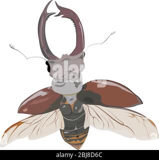 isolated rare stag-beetle in fly on white background Stock Vector