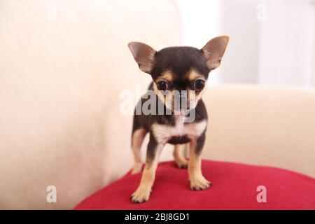 Small chihuahua puppy on the red pillow Stock Photo