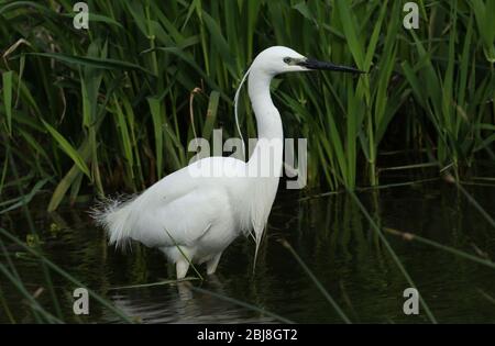 A beautiful Little Egret, Egretta garzetta, hunting for food in the reeds at the edge of a river. Stock Photo