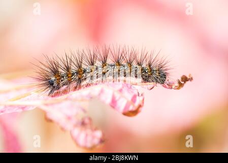 A hairy and itchy caterpillar rests on a pink leaf. Macro close up shot. Stock Photo