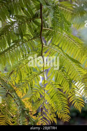 The giant tree fern of New Zealand. The fern symbolizes new life, growth, strength and peace and is used as a symbol of New Zealand flora and tourism. Stock Photo