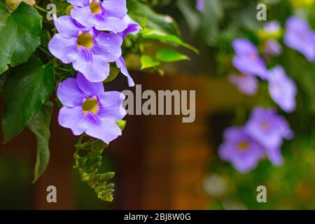 Bunch of purple coloured flowers on a wall hang Stock Photo