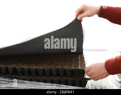 Male hand checking seedlings in a black  tray. Stock Photo