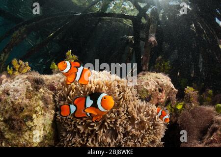 Clown Anemonefishes living in Mangroves, Amphiprion percula, New Ireland, Papua New Guinea Stock Photo