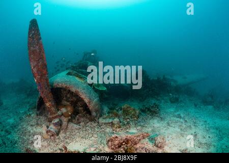 Japanese Kate Bomber Wreck Nakajima B5N, New Ireland, Papua New Guinea Stock Photo