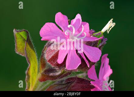 Red Campion - Silene dioica Closeup of Pink Flowers Stock Photo