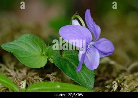 Common Dog-violet - Viola riviniana  Flower & Leaves Stock Photo