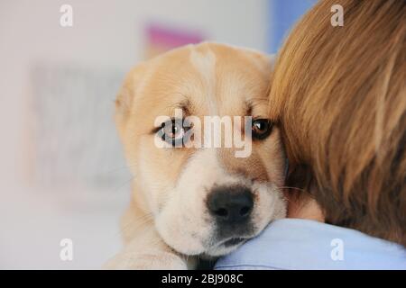 Woman holding Central Asian Shepherd puppy, closeup Stock Photo