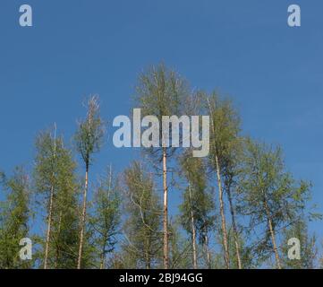 New Spring Leaves Opening on a Deciduous Coniferous European Larch Tree (Larix decidua) Growing in Forest with a Bright Blue Sky Background Stock Photo