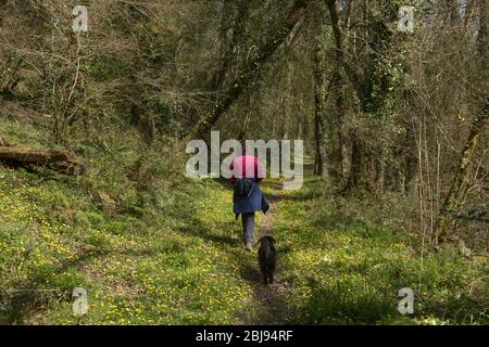 Adult Female Walking along an Ancient Woodland Track with a Black Schnoodle Dog Surrounded by Lesser Celandine Wild Flowers in a Forest in Rural Devon Stock Photo