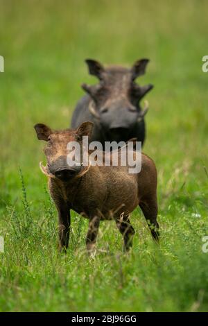 Two common warthog stand in tall grass Stock Photo